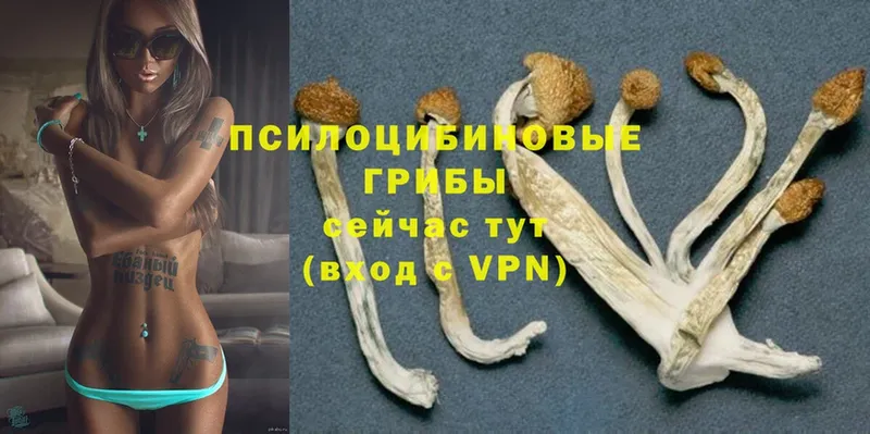 даркнет сайт  Менделеевск  Галлюциногенные грибы Psilocybe 